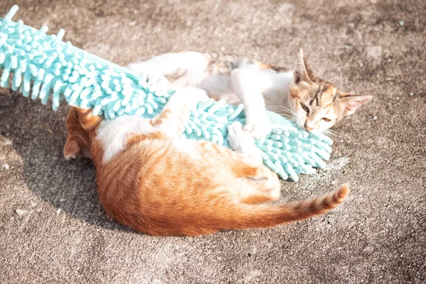 Yavru kediler toz bezleriyle oynadıklarında ya da çırpınan ipliklerle, beyinleri onlara saldırmaları için işaret eder.