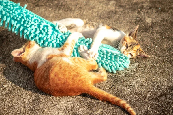 Yavru kediler toz bezleriyle oynadıklarında ya da çırpınan ipliklerle, beyinleri onlara saldırmaları için işaret eder.