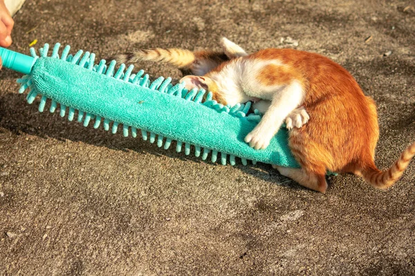 Yavru kediler toz bezleriyle oynadıklarında ya da çırpınan ipliklerle, beyinleri onlara saldırmaları için işaret eder.