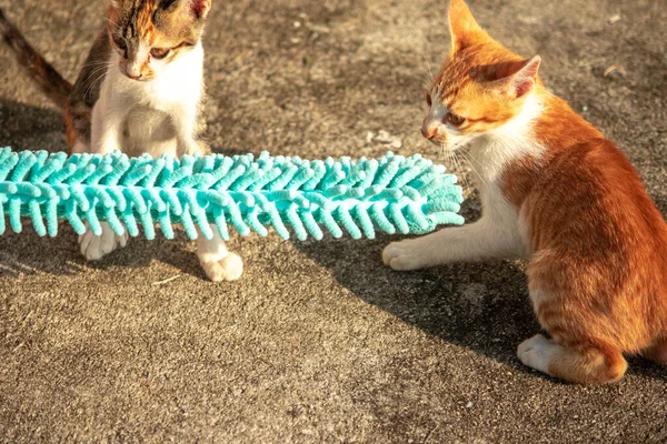 Yavru kediler toz bezleriyle oynadıklarında ya da çırpınan ipliklerle, beyinleri onlara saldırmaları için işaret eder.