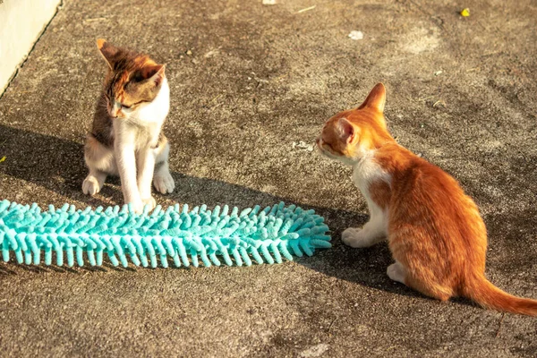 Yavru kediler toz bezleriyle oynadıklarında ya da çırpınan ipliklerle, beyinleri onlara saldırmaları için işaret eder.