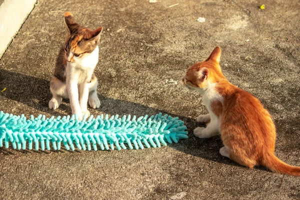 Yavru kediler toz bezleriyle oynadıklarında ya da çırpınan ipliklerle, beyinleri onlara saldırmaları için işaret eder.