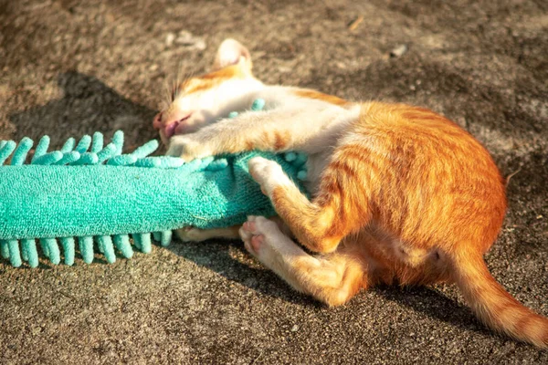 Yavru kediler toz bezleriyle oynadıklarında ya da çırpınan ipliklerle, beyinleri onlara saldırmaları için işaret eder.