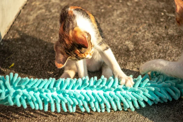Yavru kediler toz bezleriyle oynadıklarında ya da çırpınan ipliklerle, beyinleri onlara saldırmaları için işaret eder.