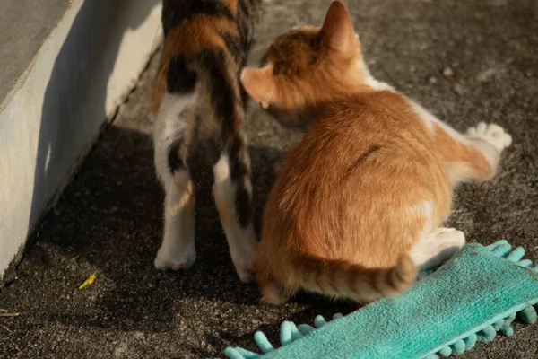 Yavru kediler toz bezleriyle oynadıklarında ya da çırpınan ipliklerle, beyinleri onlara saldırmaları için işaret eder.