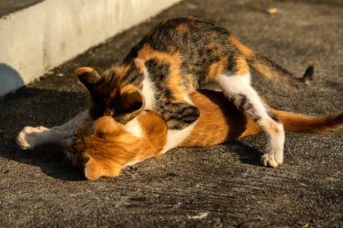 Birbirleriyle oynayan kedi yavruları hareketlerde hız ve çeviklik geliştirmeye yardımcı olur.