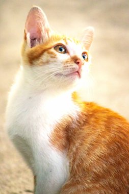 Turuncu bir kedinin sakin bakışları tetikte ve gözlemci olduğunu gösterir..