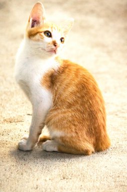 Turuncu bir kedinin sakin bakışları tetikte ve gözlemci olduğunu gösterir..