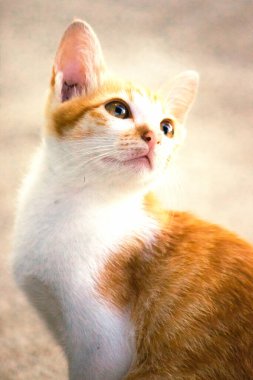 Turuncu bir kedinin sakin bakışları tetikte ve gözlemci olduğunu gösterir..