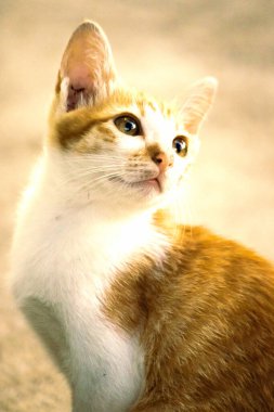 Turuncu bir kedinin sakin bakışları tetikte ve gözlemci olduğunu gösterir..