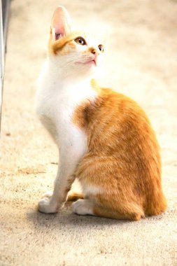 Turuncu bir kedinin sakin bakışları tetikte ve gözlemci olduğunu gösterir..