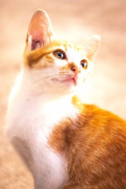 Turuncu bir kedinin sakin bakışları tetikte ve gözlemci olduğunu gösterir..