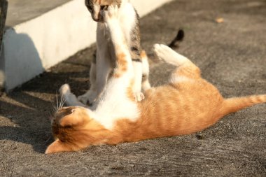 Birbirleriyle oynayan kedi yavruları hareketlerde hız ve çeviklik geliştirmeye yardımcı olur.