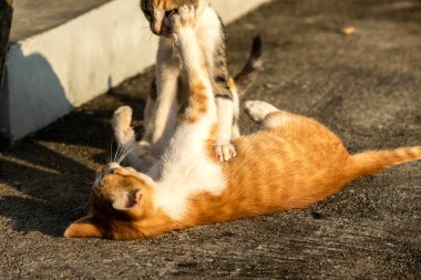 Birbirleriyle oynayan kedi yavruları hareketlerde hız ve çeviklik geliştirmeye yardımcı olur.