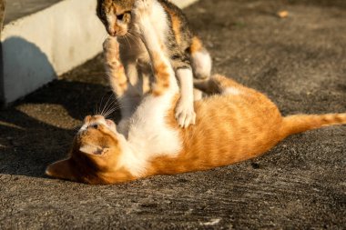 Birbirleriyle oynayan kedi yavruları hareketlerde hız ve çeviklik geliştirmeye yardımcı olur.