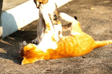 Birbirleriyle oynayan kedi yavruları hareketlerde hız ve çeviklik geliştirmeye yardımcı olur.