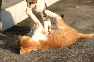 Birbirleriyle oynayan kedi yavruları hareketlerde hız ve çeviklik geliştirmeye yardımcı olur.