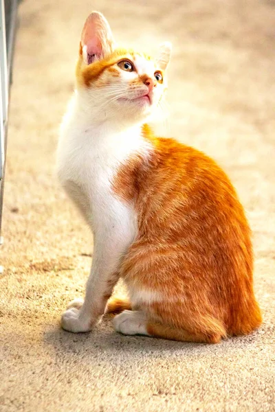 Turuncu bir kedinin sakin bakışları tetikte ve gözlemci olduğunu gösterir..