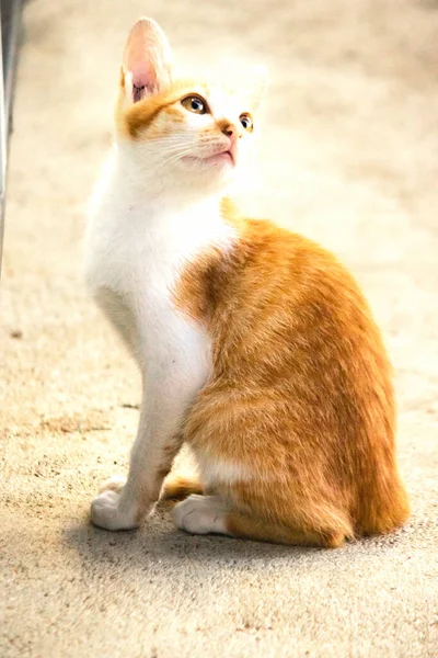 Turuncu bir kedinin sakin bakışları tetikte ve gözlemci olduğunu gösterir..