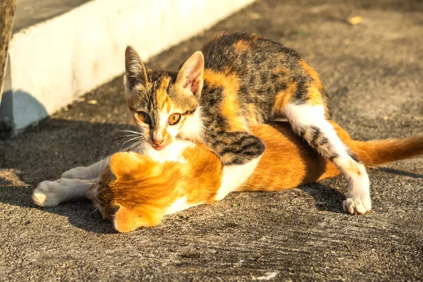 Birbirleriyle oynayan kedi yavruları hareketlerde hız ve çeviklik geliştirmeye yardımcı olur.