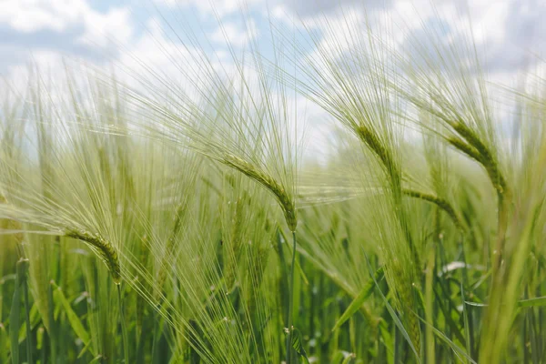 Campo de cebada verde, de cerca — Foto de Stock