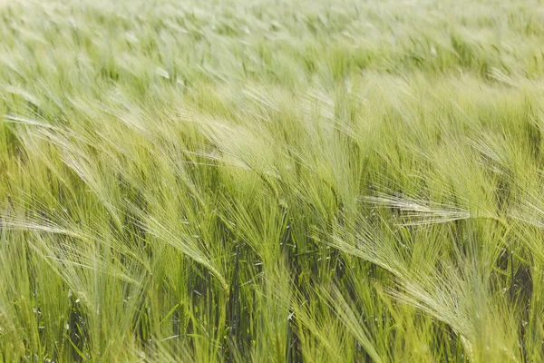 Green barley plants in a field — Stock Photo, Image