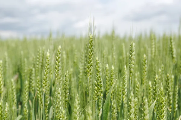 Field of wheat in spring — Stock Photo, Image
