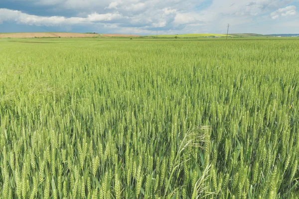 Green wheat fields — Stock Photo, Image