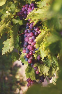 Gün batımı sırasında bağ içinde ham üzüm
