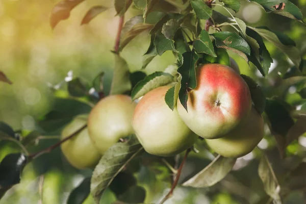 Manzanas maduras en manzano, primer plano — Foto de Stock