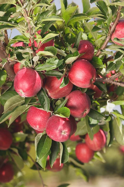 Manzanas colgando de una rama — Foto de Stock