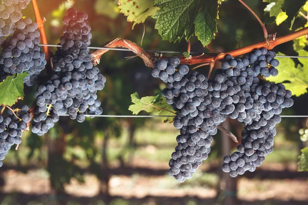 Ripe Cabernet Franc grapes on vine — Stock Photo, Image