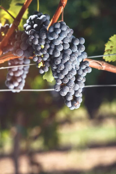 Cabernet Franc σταφύλια καλλιέργειας σε αμπελώνα — Φωτογραφία Αρχείου