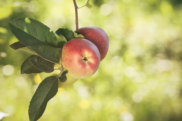 Manzanas rojas y maduras en un huerto — Foto de Stock