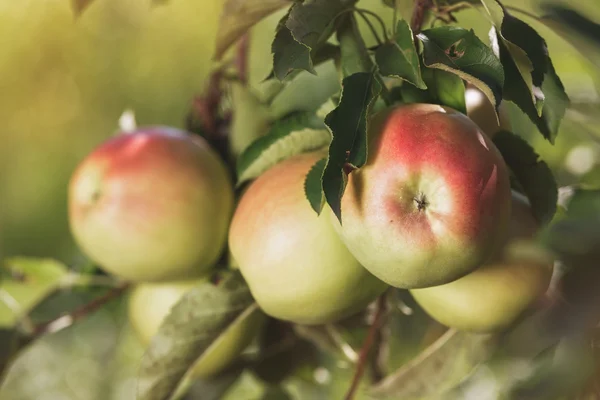 Manzanas en el huerto de manzanas, de cerca — Foto de Stock