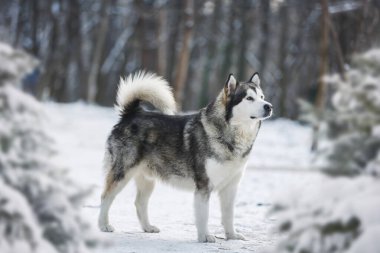 Alaska 'da kış yürüyüşünde karlı ormanda malamute köpek portresi. Seçici odak, boş alan 