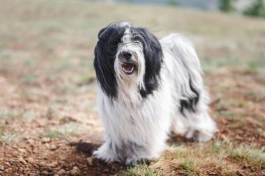 Tibetli teriyer köpeğinin portresi kayalık dağ yolunda kameraya bakarken. seçici odak
