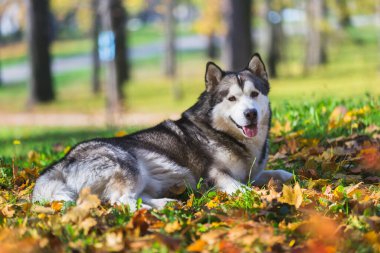 Alaska malamute köpeği rahat sonbahar çimlerinde uzanıyor ve yapraklar