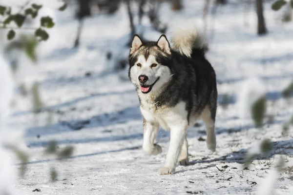 Alaska Malamute Hond Loopt Tussen Bomen Winter Bos Selectieve Focus — Stockfoto