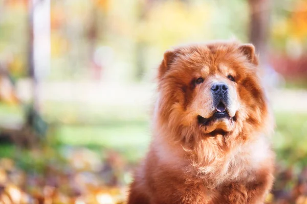 Retrato Chow Chow Cão Sentado Gramado Olhando Para Longe Visão — Fotografia de Stock