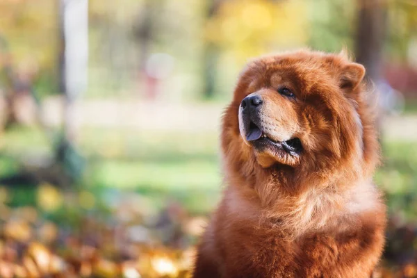 Curious Chow Chow Dog Sitting Looking Away Autumn Forest Background — Stock Photo, Image