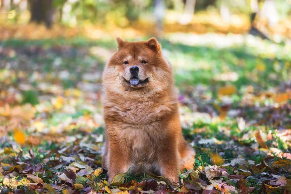 Retrato Bela Chow Chow Cadela Com Língua Para Fora Sentado — Fotografia de Stock