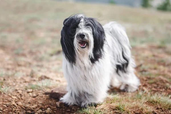 Retrato Cão Terrier Tibetano Estrada Montanha Rochosa Enquanto Olha Para — Fotografia de Stock