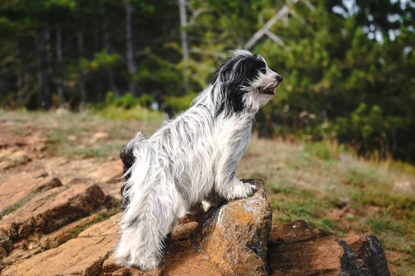 Cão Terrier Tibetano Penhasco Rochoso Com Vento Forte Olhando Para — Fotografia de Stock