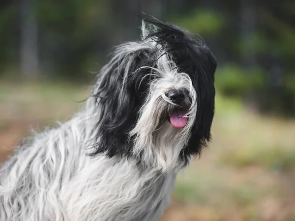 Tybetański Pies Terrier Zewnątrz Jego Włosy Wieje Powodu Silnego Wiatru — Zdjęcie stockowe