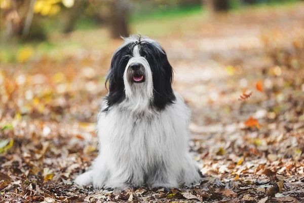 在秋天的森林里 一只藏犬正坐在五彩斑斓的树叶中间 选择性焦点 复制空间 — 图库照片