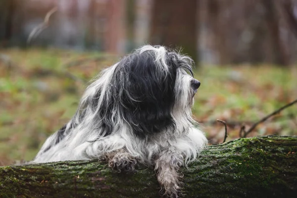 西藏导盲犬躺在林子里的树干上 身上沾满了泥巴 选择性焦距 复制空间 — 图库照片