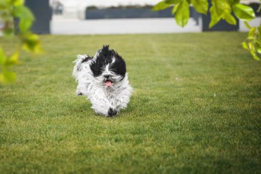 Baharda çimlerin üzerinde koşan Tibetli teriyer köpeği, seçici odak noktası, kopyalama alanı 