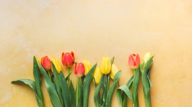 Doğal lale çiçeklerinin şenlikli sınırı. Doğal tatil arkaplanı. Üst görünüm, boş boşluk