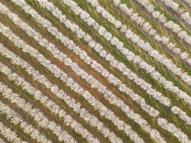 Rows of cherry trees with white blossom in fruit orchard in spring, aerial view
